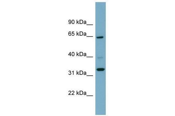 anti-Zinc Finger Protein 791 (ZNF791) (N-Term) antibody