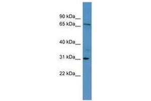 anti-Ral Guanine Nucleotide Dissociation Stimulator-Like 3 (RGL3) (AA 338-387) antibody