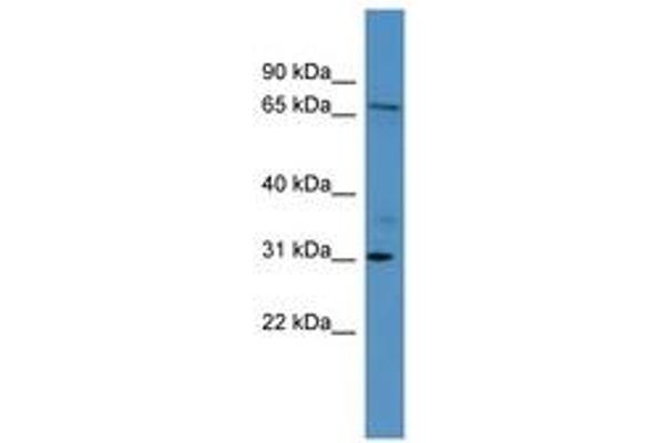 anti-Ral Guanine Nucleotide Dissociation Stimulator-Like 3 (RGL3) (AA 338-387) antibody