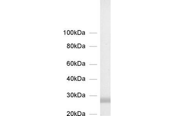 STX8 antibody  (Cytoplasmic Domain)