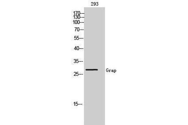 anti-GRB2-Related Adaptor Protein (GRAP) (N-Term) antibody