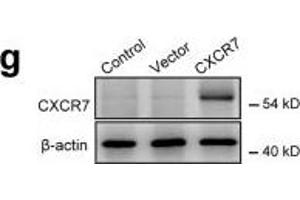 Image no. 16 for anti-Chemokine (C-X-C Motif) Receptor 7 (CXCR7) (Internal Region) antibody (ABIN2857021)
