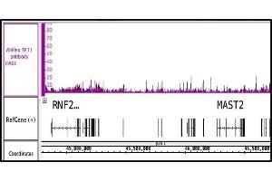 Image no. 2 for anti-Tet Methylcytosine Dioxygenase 1 (TET1) (AA 1682-1914) antibody (ABIN6972855)