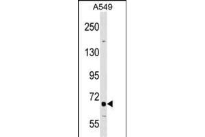 TNFRSF21 Antibody (Center) (ABIN1538355 and ABIN2848926) western blot analysis in A549 cell line lysates (35 μg/lane).