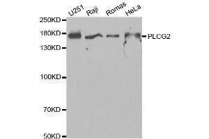 Image no. 3 for anti-Phospholipase C gamma 2 (PLCG2) antibody (ABIN3023145)