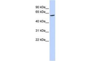 Image no. 1 for anti-Family with Sequence Similarity 134, Member C (FAM134C) (AA 36-85) antibody (ABIN6741244)