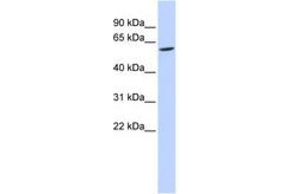 FAM134C antibody  (AA 36-85)