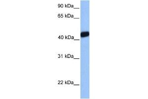 Image no. 5 for anti-LIM Homeobox Transcription Factor 1, alpha (LMX1A) (Middle Region) antibody (ABIN2779408)