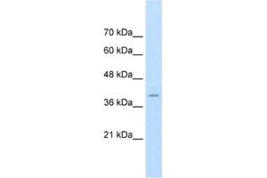Image no. 1 for anti-FK506 Binding Protein 6, 36kDa (FKBP6) antibody (ABIN2462654)