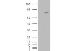 ARHGEF4 antibody  (N-Term)