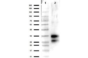 Image no. 1 for anti-Deoxyribonuclease I (DNASE1) antibody (ABIN98343)
