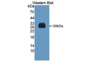 Retbindin antibody  (AA 32-247)