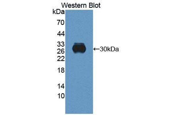 Retbindin antibody  (AA 32-247)