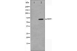 Image no. 4 for anti-Nuclear RNA Export Factor 1 (NXF1) (N-Term) antibody (ABIN6263783)