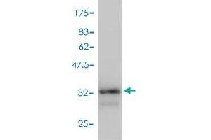 anti-Guanine Nucleotide Binding Protein (G Protein), gamma 11 (GNG11) (AA 1-73) antibody