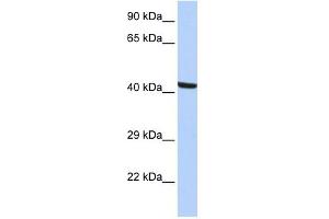 Image no. 1 for anti-Kaptin (Actin Binding Protein) (KPTN) antibody (ABIN631596)
