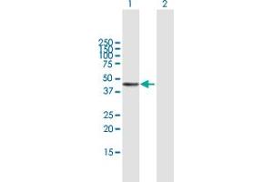 Image no. 2 for anti-Platelet-Derived Growth Factor C (PDGFC) (AA 1-345) antibody (ABIN1327705)