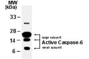 Western blot analysis of Caspase-6.