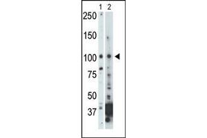 Image no. 2 for anti-NIMA (Never in Mitosis Gene A)- Related Kinase 9 (NEK9) (AA 846-877), (C-Term) antibody (ABIN392654)