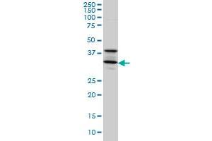 Image no. 4 for anti-Syntaxin 5 (STX5) (AA 1-100) antibody (ABIN563061)