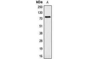 Image no. 1 for anti-Amyloid beta (A4) Precursor-Like Protein 1 (APLP1) (Center) antibody (ABIN2705483)