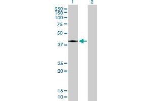 Western Blot analysis of ANGPTL7 expression in transfected 293T cell line by ANGPTL7 MaxPab polyclonal antibody.