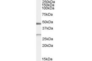Image no. 1 for anti-BCL2/adenovirus E1B 19kDa Interacting Protein 1 (BNIP1) (Internal Region) antibody (ABIN334362)