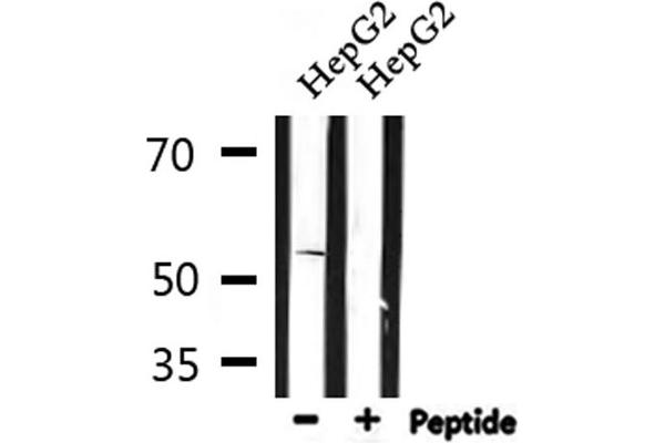 Serotonin Receptor 2B Antikörper  (Internal Region)
