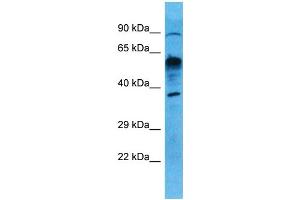 Image no. 1 for anti-UDP-Glucuronate Decarboxylase 1 (UXS1) (N-Term) antibody (ABIN2783965)