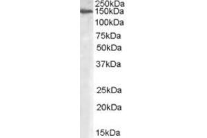 Image no. 2 for anti-Mannosidase, Alpha, Class 2A, Member 1 (MAN2A1) (Internal Region) antibody (ABIN238628)