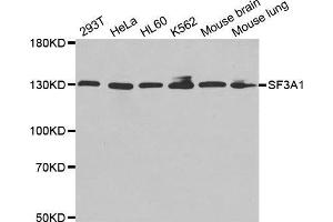 Image no. 1 for anti-Splicing Factor 3a, Subunit 1 (SF3A1) antibody (ABIN1682670)