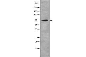 Image no. 1 for anti-Topoisomerase (DNA) I, Mitochondrial (TOP1MT) (Internal Region) antibody (ABIN6265672)