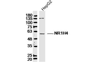 Image no. 1 for anti-Nuclear Receptor Subfamily 1, Group H, Member 4 (NR1H4) (AA 175-280) antibody (ABIN1714781)