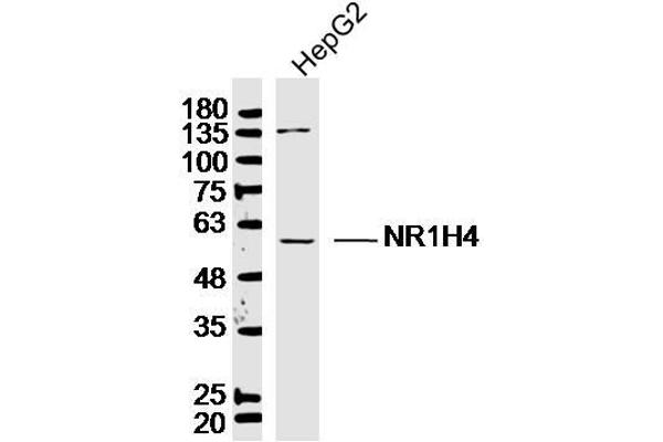 NR1H4 antibody  (AA 175-280)