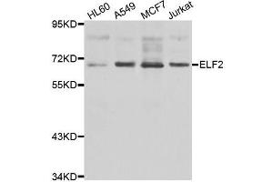 Image no. 1 for anti-E74-Like Factor 2 (Ets Domain Transcription Factor) (ELF2) antibody (ABIN6140122)