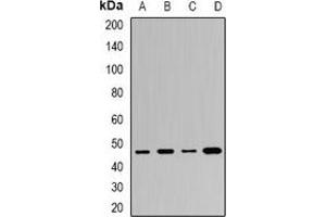 Image no. 2 for anti-Actin-Like 6B (ACTL6B) antibody (ABIN3197904)
