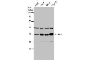 Image no. 1 for anti-Low Density Lipoprotein Receptor-Related Protein Associated Protein 1 (LRPAP1) (Center) antibody (ABIN2855752)