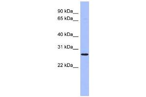 Image no. 1 for anti-Homeobox A6 (HOXA6) (Middle Region) antibody (ABIN2781199)