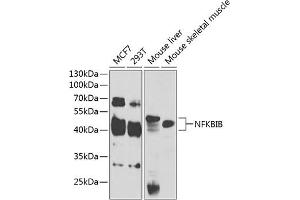 NFKBIB antibody  (AA 1-356)