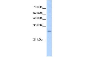 Image no. 1 for anti-SRY (Sex Determining Region Y)-Box 15 (SOX15) (N-Term) antibody (ABIN2780816)