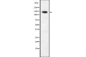 Image no. 1 for anti-Apoptosis-Associated tyrosine Kinase (AATK) (Internal Region) antibody (ABIN6262993)