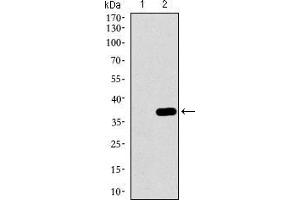 Image no. 6 for anti-Mitogen-Activated Protein Kinase 14 (MAPK14) (AA 299-360) antibody (ABIN1724830)