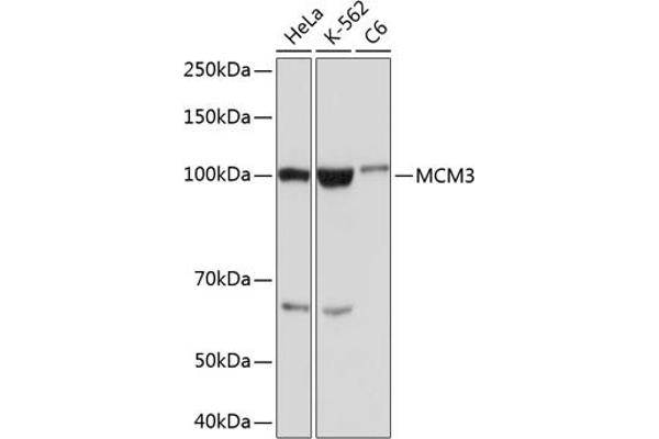 MCM3 Antikörper
