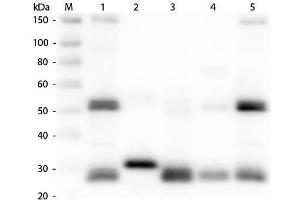 Western Blotting (WB) image for Goat anti-Rat IgG (Heavy & Light Chain) antibody (FITC) - Preadsorbed (ABIN102121)