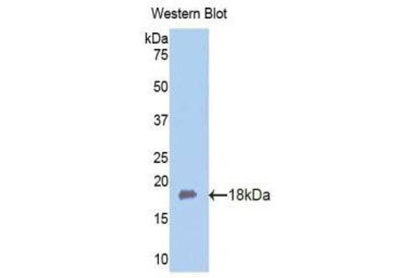 anti-Fibulin 5 (FBLN5) (AA 327-448) antibody
