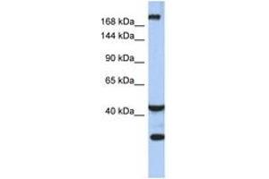 Image no. 1 for anti-Dispatched Homolog 1 (DISP1) (AA 575-624) antibody (ABIN6743542)