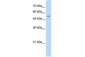 Image no. 1 for anti-Primase, DNA, Polypeptide 1 (49kDa) (PRIM1) (N-Term) antibody (ABIN2782431)