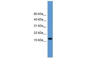 Image no. 1 for anti-Tachykinin, Precursor 1 (TAC1) (Middle Region) antibody (ABIN929267)