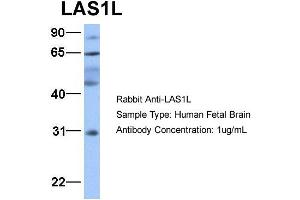 LAS1L antibody  (Middle Region)