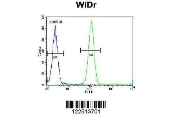 anti-Amiloride-Sensitive Cation Channel 1, Neuronal (ACCN1) (AA 120-148) antibody